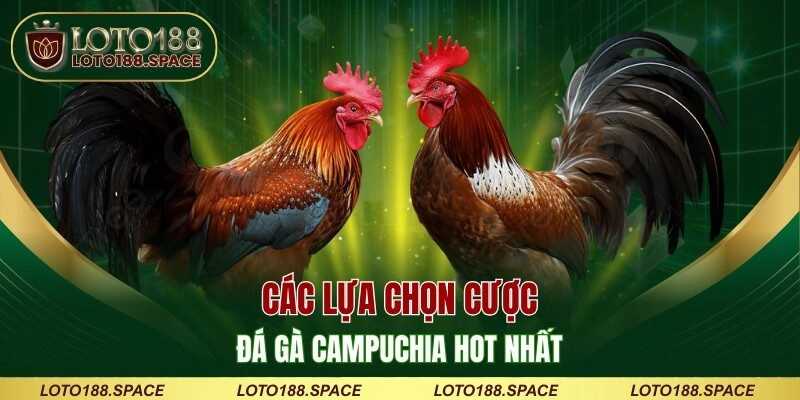 Các lựa chọn cược đá gà Campuchia hot nhất