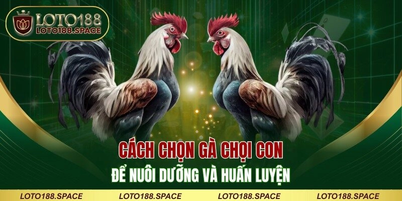Cách chọn gà chọi con để nuôi dưỡng và huấn luyện
