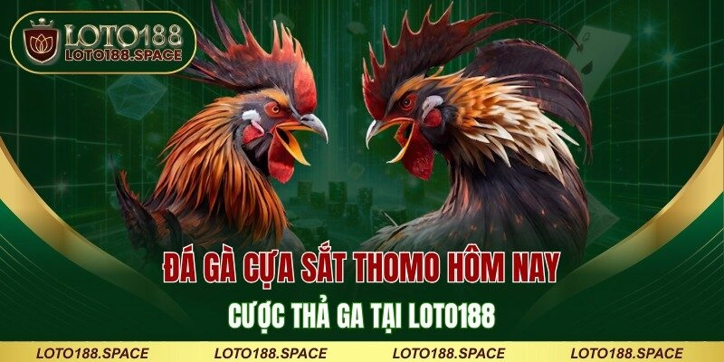 Đá Gà Cựa Sắt Thomo Hôm Nay – Cược Thả Ga Tại LOTO188